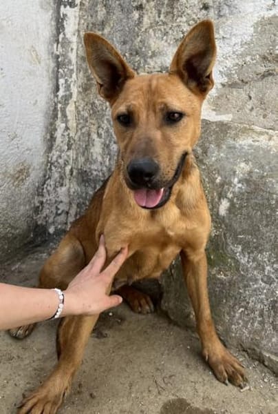 Zella, geb. ca. 03/2023, 47638 Straelen