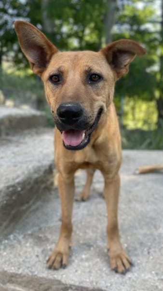 Zella, geb. ca. 03/2023, 47638 Straelen