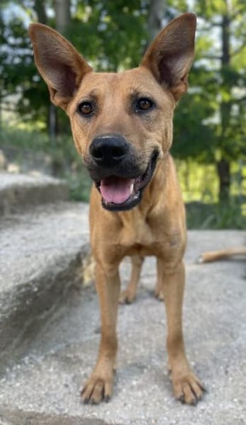 Zella, geb. ca. 03/2023, 47638 Straelen