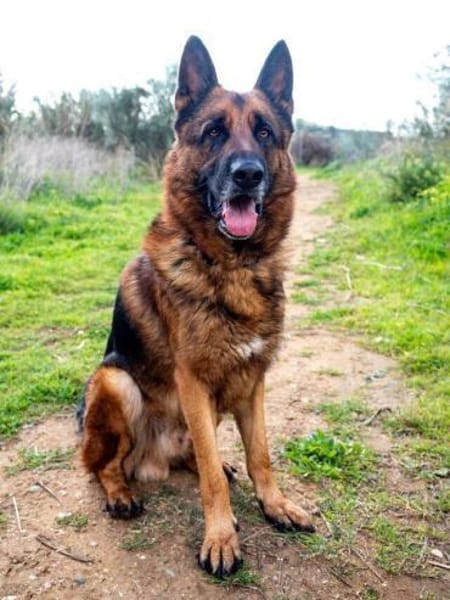 Bentley  Schäferhund mit Power und Herz