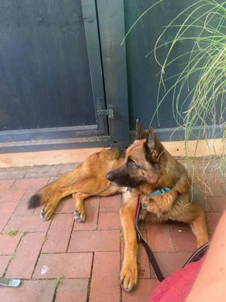 Bentley  Schäferhund mit Power und Herz