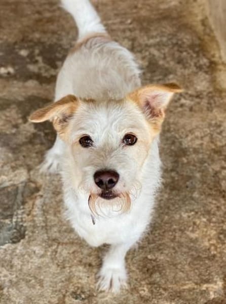 Frex, geb. ca. 07/2022, 79650 Schopfheim