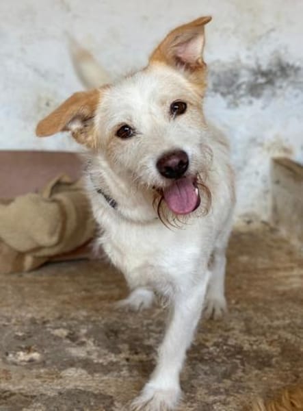 Frex, geb. ca. 07/2022, 79650 Schopfheim