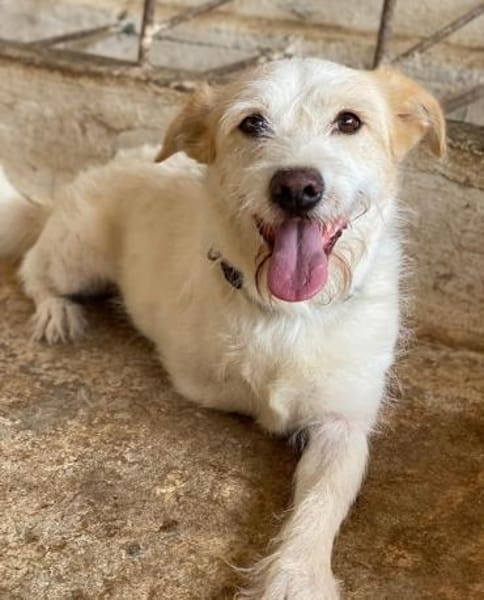 Frex, geb. ca. 07/2022, 79650 Schopfheim