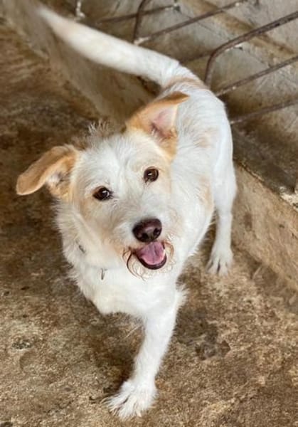 Frex, geb. ca. 07/2022, 79650 Schopfheim