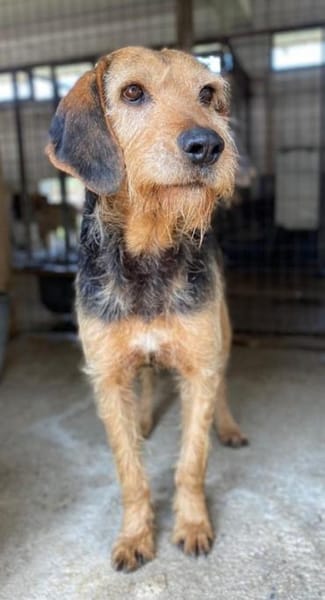 Yasko, geb. ca. 11/2022, 44649 Herne