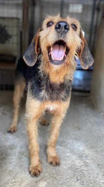 Yasko, geb. ca. 11/2022, 44649 Herne