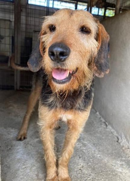 Yasko, geb. ca. 11/2022, 44649 Herne