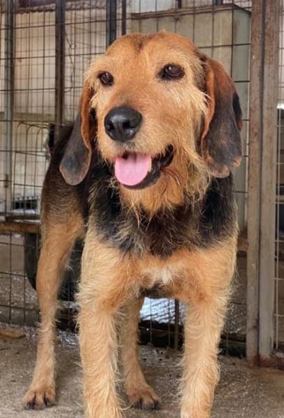 Yasko, geb. ca. 11/2022, 44649 Herne