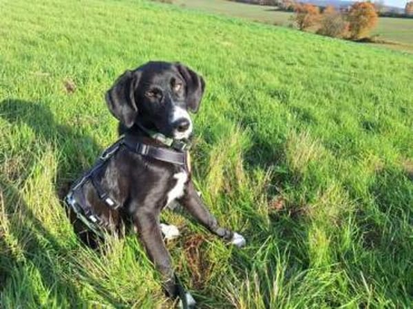 Stitch sucht ein tolles Zuhause