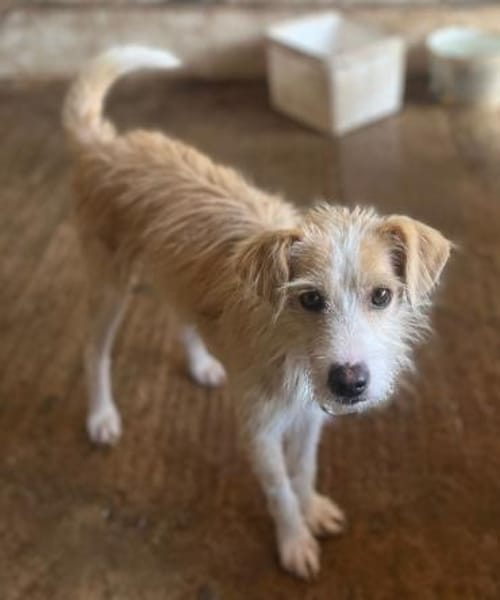 Peppi, geb. ca. 01/2025, 33104 Paderborn