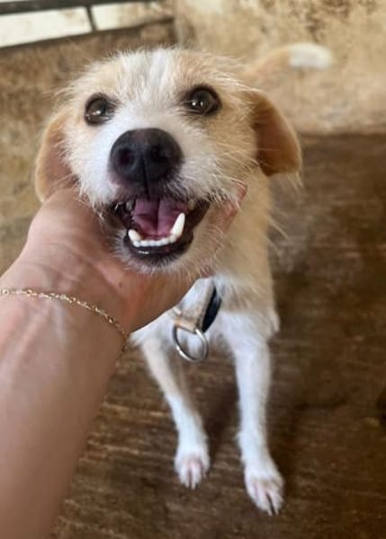 Peppi, geb. ca. 01/2025, 33104 Paderborn