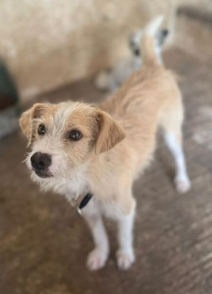 Peppi, geb. ca. 01/2025, 33104 Paderborn