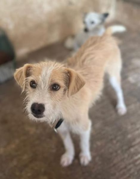 Peppi, geb. ca. 01/2025, 33104 Paderborn