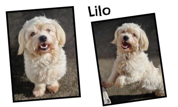 LILO (conditions adoption particulières) réservé