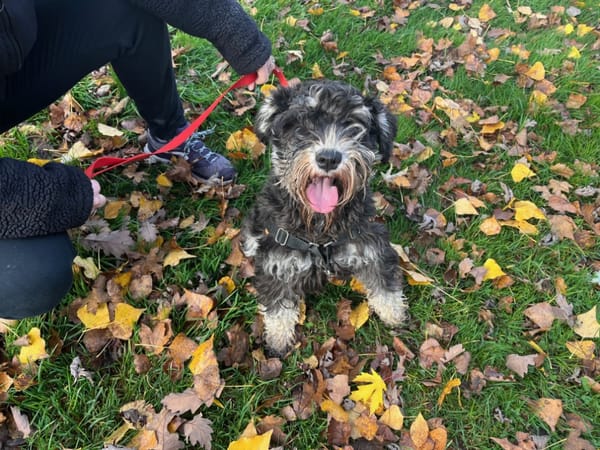 ROCK OAA19882 (réservé)