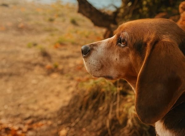 ROLEX QCN (réservé)