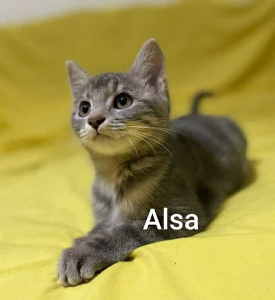 ALSA A l'adoption