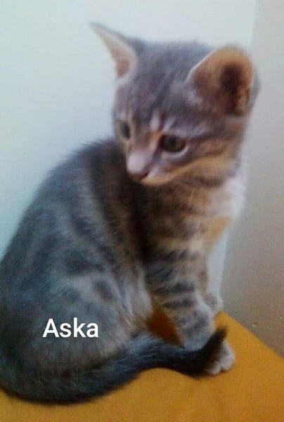 ASKA  A l'adoption