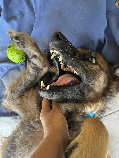 Bobby, un véritable ami