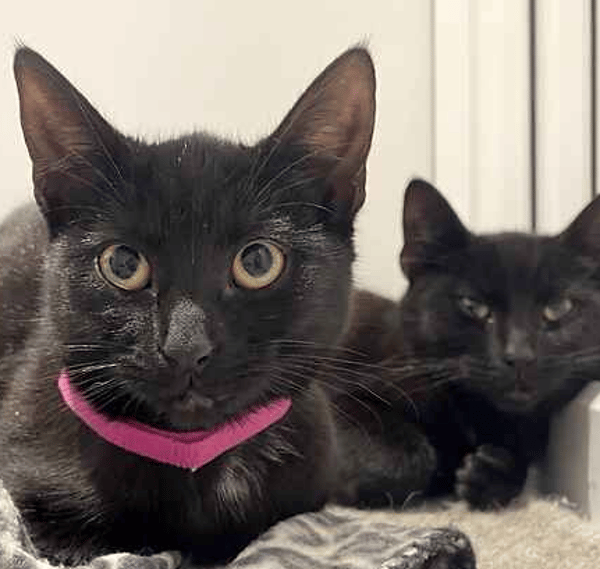 Tiffany, Chucky, Annabelle, Freddy