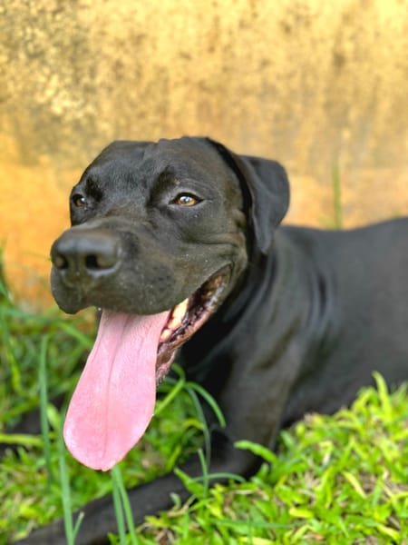 Tito, mâle croisé berger, né le 10/02/2022 🐶