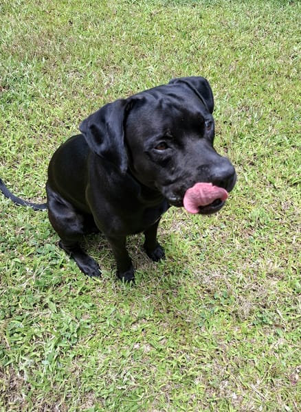 Tito, mâle croisé berger, né le 10/02/2022 🐶