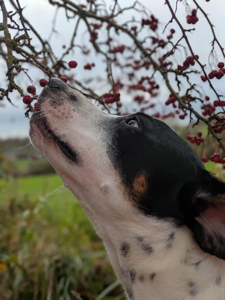 Vador l'adorable petit guerrier
