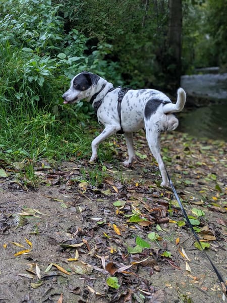 Vador l'adorable petit guerrier