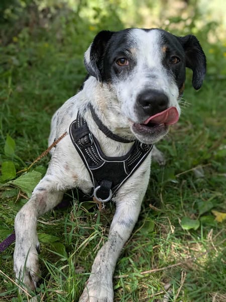 Vador l'adorable petit guerrier