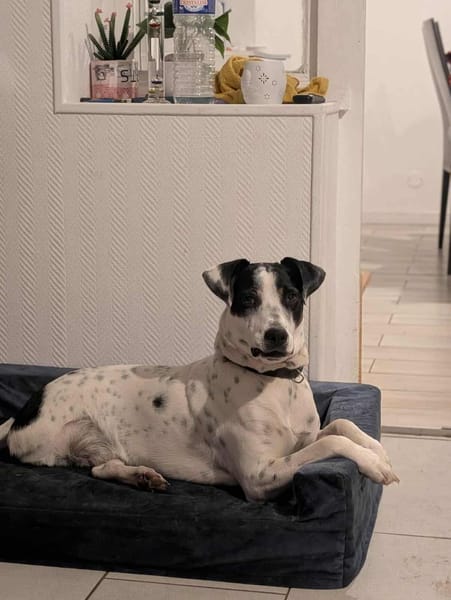 Vador l'adorable petit guerrier