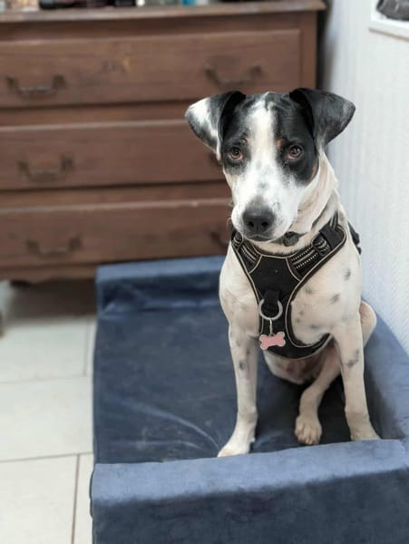 Vador l'adorable petit guerrier