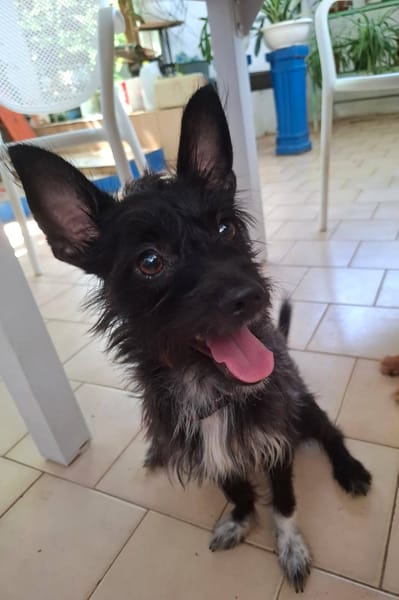 Nino, mâle croisé, né le 20/04/2025