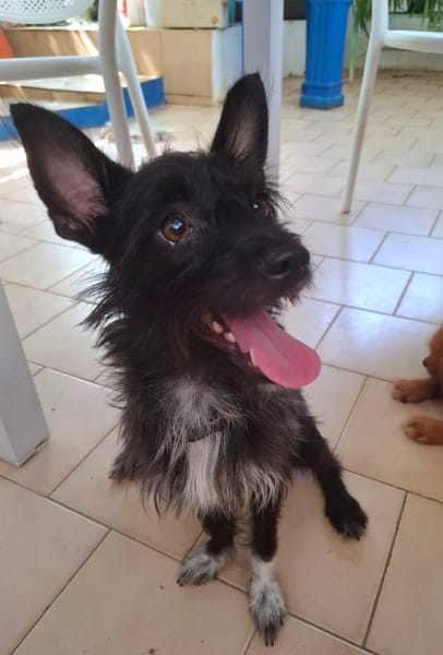 Nino, mâle croisé, né le 20/04/2025