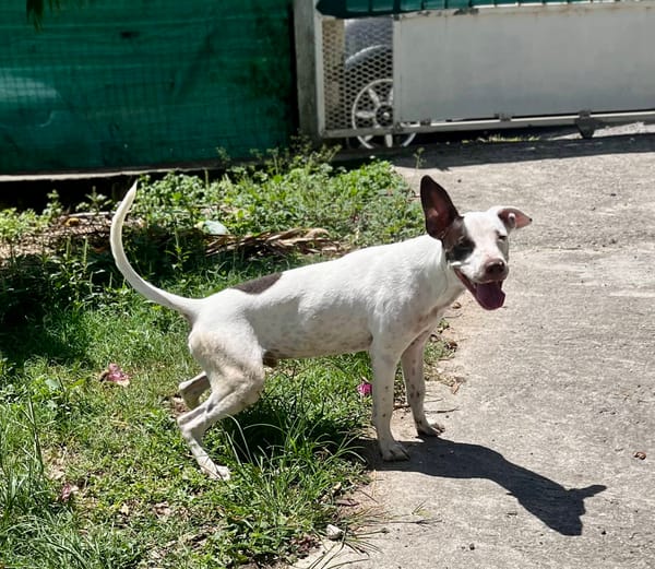 Neo, mâle croisé berger, né le 01/01/2025 🐶