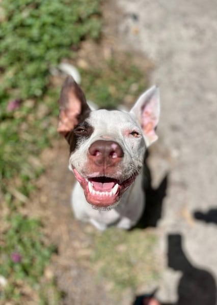 Neo, mâle croisé berger, né le 01/01/2025 🐶