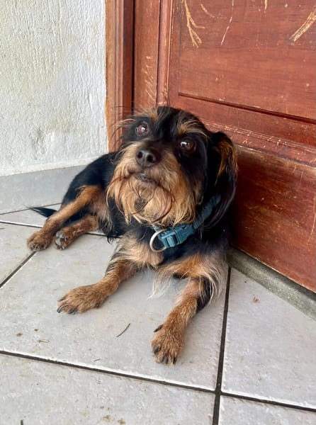 Mogwai, mâle X yorkshire terrier né le 10/10/2023🐶