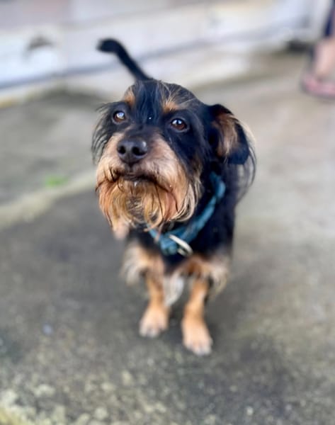 Mogwai, mâle X yorkshire terrier né le 10/10/2023🐶