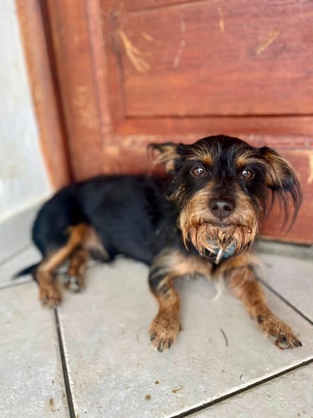 Mogwai, mâle X yorkshire terrier né le 10/10/2023🐶