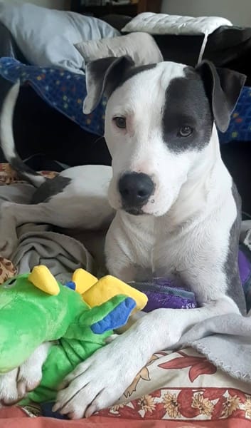 Marley, mâle croisé berger, né le 22/05/2021 🐶