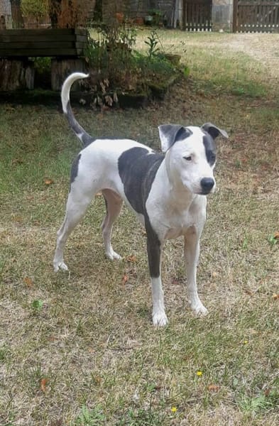 Marley, mâle croisé berger, né le 22/05/2021 🐶