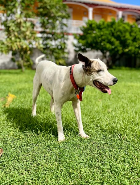 Hanae, femelle croisée berger, née le 03/11/2023 🐶