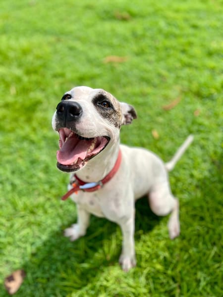 Hanae, femelle croisée berger, née le 03/11/2023 🐶