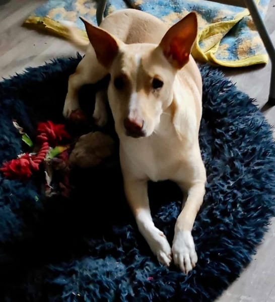 Gribouille, femelle croisée berger, née le 25/10/2024 🐶 ✨