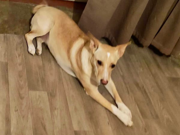 Gribouille, femelle croisée berger, née le 25/10/2024 🐶 ✨