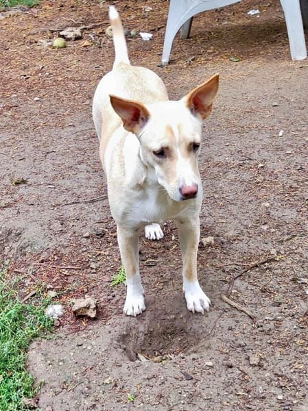 Gribouille, femelle croisée berger, née le 25/10/2024 🐶 ✨