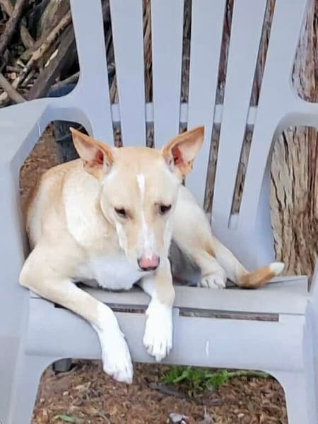 Gribouille, femelle croisée berger, née le 25/10/2024 🐶 ✨