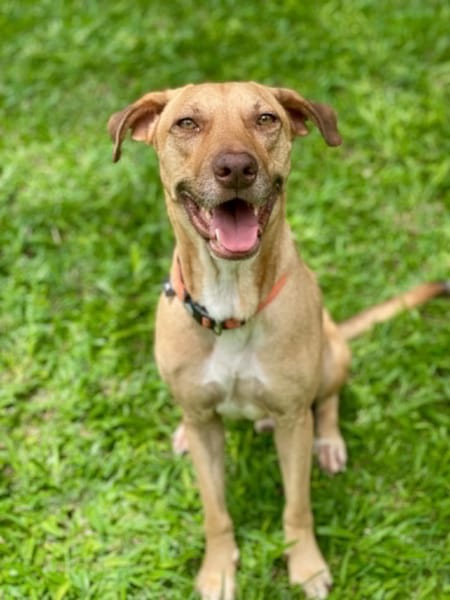 Fifi, mâle croisé berger, né le 15/06/2022 🐶