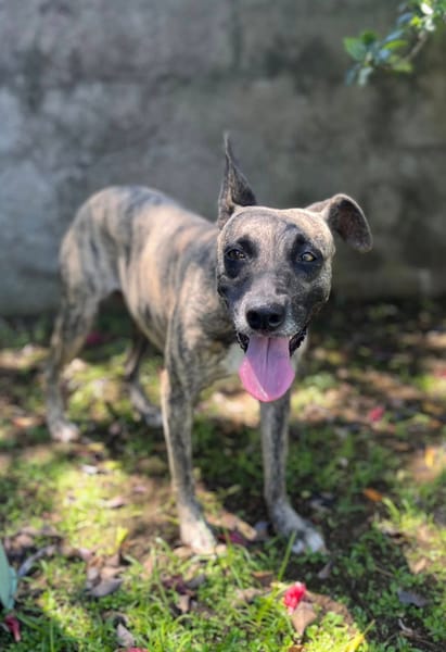 Donna, femelle, croisée berger, née le 10/09/2023