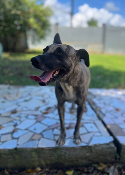 Donna, femelle, croisée berger, née le 10/09/2023